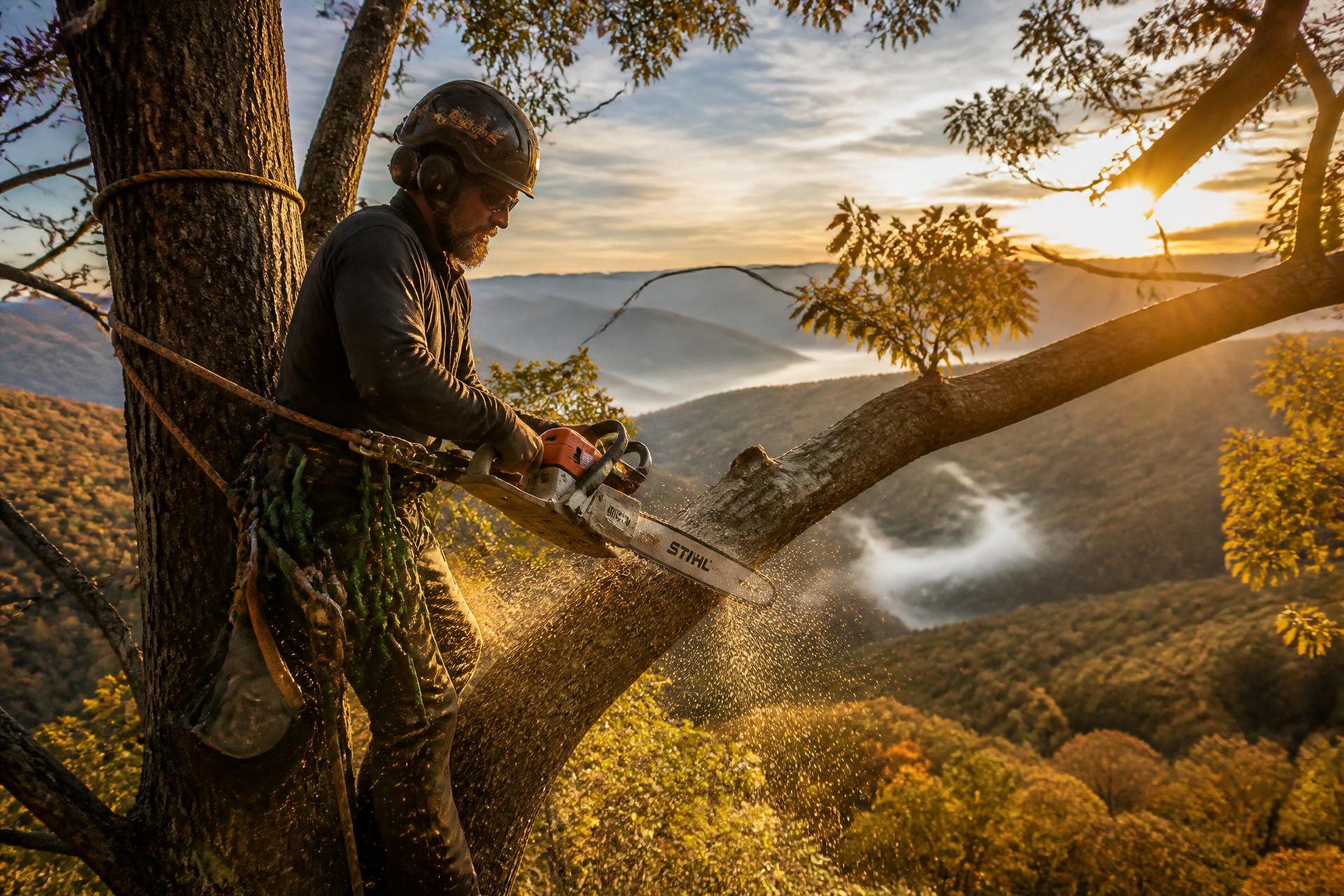 Professional tree removal in Western North Carolina