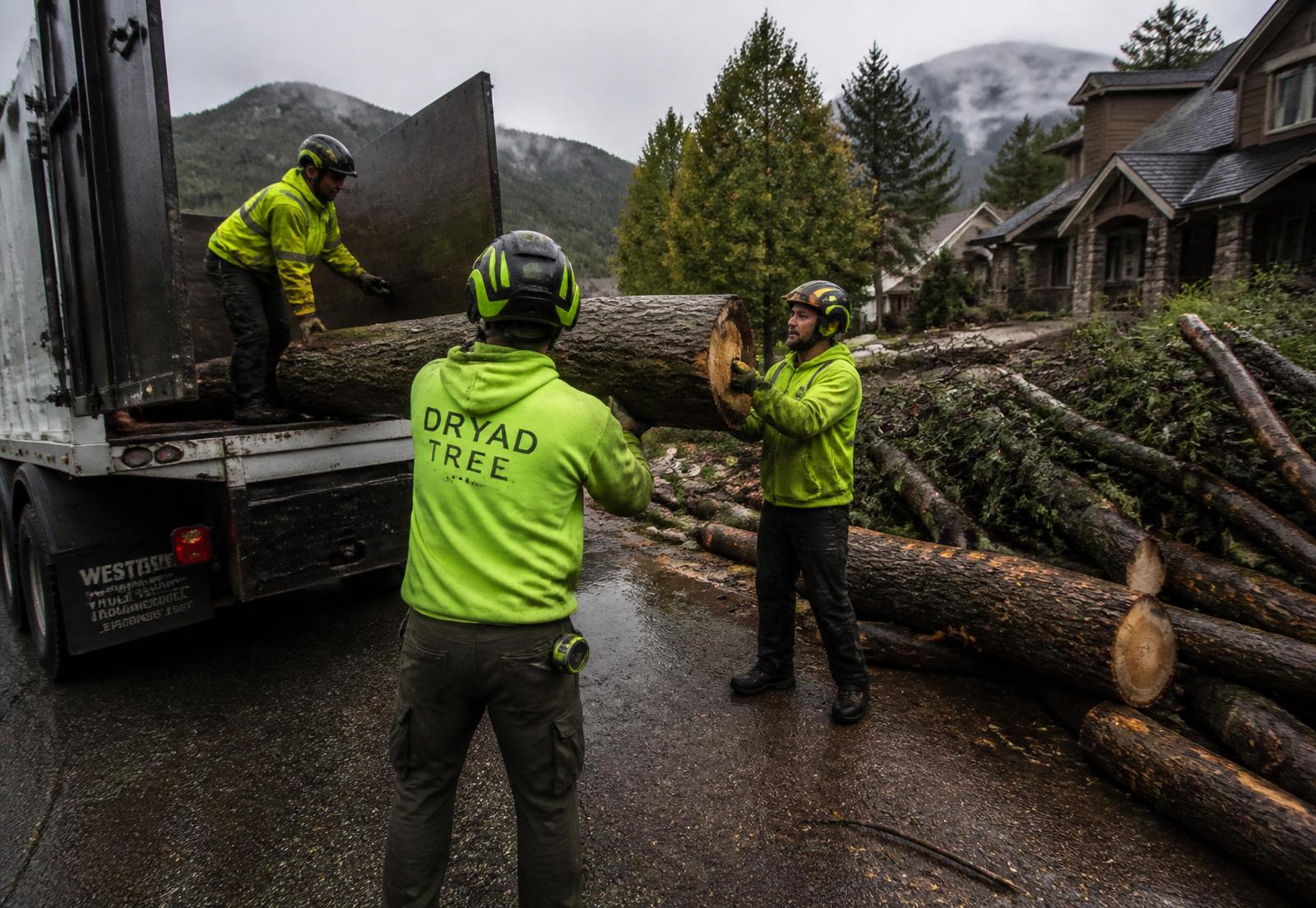 Tree pruning for health and structure